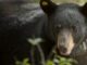 What to know about Alabama black bears