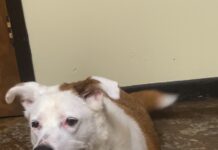 Pet of the Week: Dixie’s heart is as big as her smile