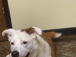 Pet of the Week: Dixie’s heart is as big as her smile