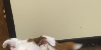 Pet of the Week: Dixie’s heart is as big as her smile