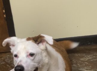 Pet of the Week: Dixie’s heart is as big as her smile