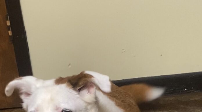 Pet of the Week: Dixie’s heart is as big as her smile