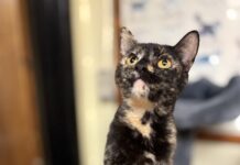 Pet of the Week: GingerBean is the purrfect mix of sweet and silly