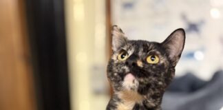 Pet of the Week: GingerBean is the purrfect mix of sweet and silly