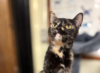 Pet of the Week: GingerBean is the purrfect mix of sweet and silly