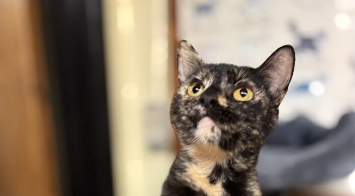 Pet of the Week: GingerBean is the purrfect mix of sweet and silly