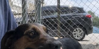 Pet of the Week: Meet Tess, a true companion at heart