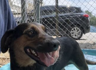 Pet of the Week: Meet Tess, a true companion at heart