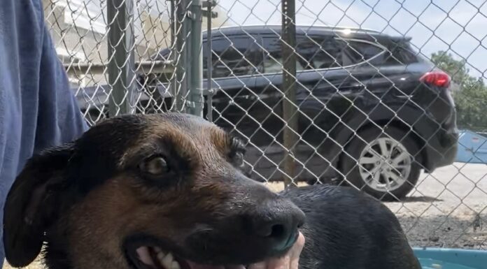 Pet of the Week: Meet Tess, a true companion at heart