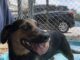 Pet of the Week: Meet Tess, a true companion at heart
