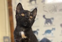 Pet of the Week: Amber’s golden heart shines through