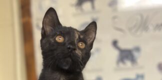 Pet of the Week: Amber’s golden heart shines through