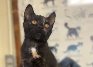 Pet of the Week: Amber’s golden heart shines through