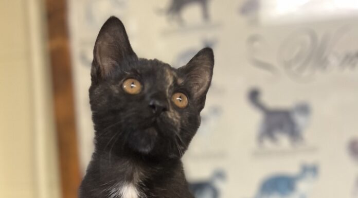 Pet of the Week: Amber’s golden heart shines through