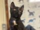 Pet of the Week: Amber’s golden heart shines through