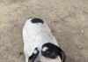 Pet of the Week: Humble Hank, the prince of fun