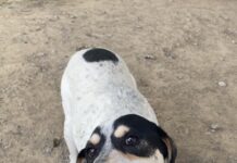 Pet of the Week: Humble Hank, the prince of fun