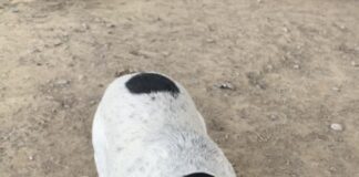 Pet of the Week: Humble Hank, the prince of fun