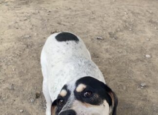 Pet of the Week: Humble Hank, the prince of fun