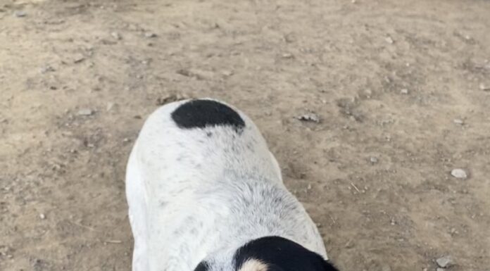 Pet of the Week: Humble Hank, the prince of fun