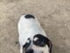 Pet of the Week: Humble Hank, the prince of fun