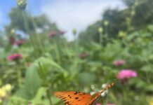 Pollinator Party focuses on pollinator conservation