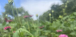 Pollinator Party focuses on pollinator conservation