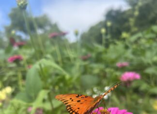 Pollinator Party focuses on pollinator conservation