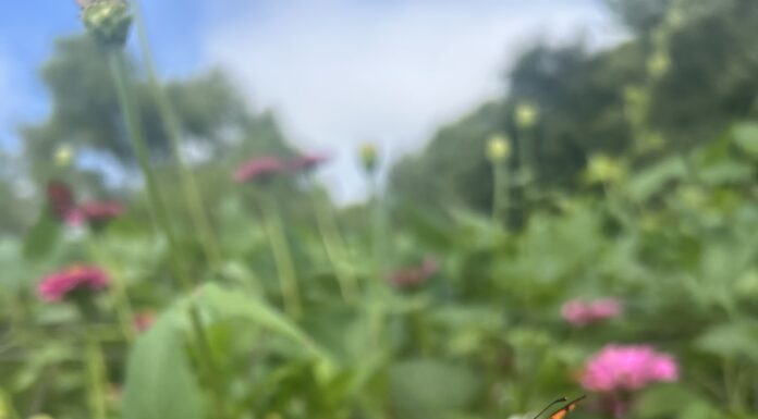 Pollinator Party focuses on pollinator conservation