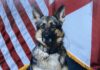 ALEA honors life and service of retired K-9 Pici