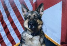 ALEA honors life and service of retired K-9 Pici