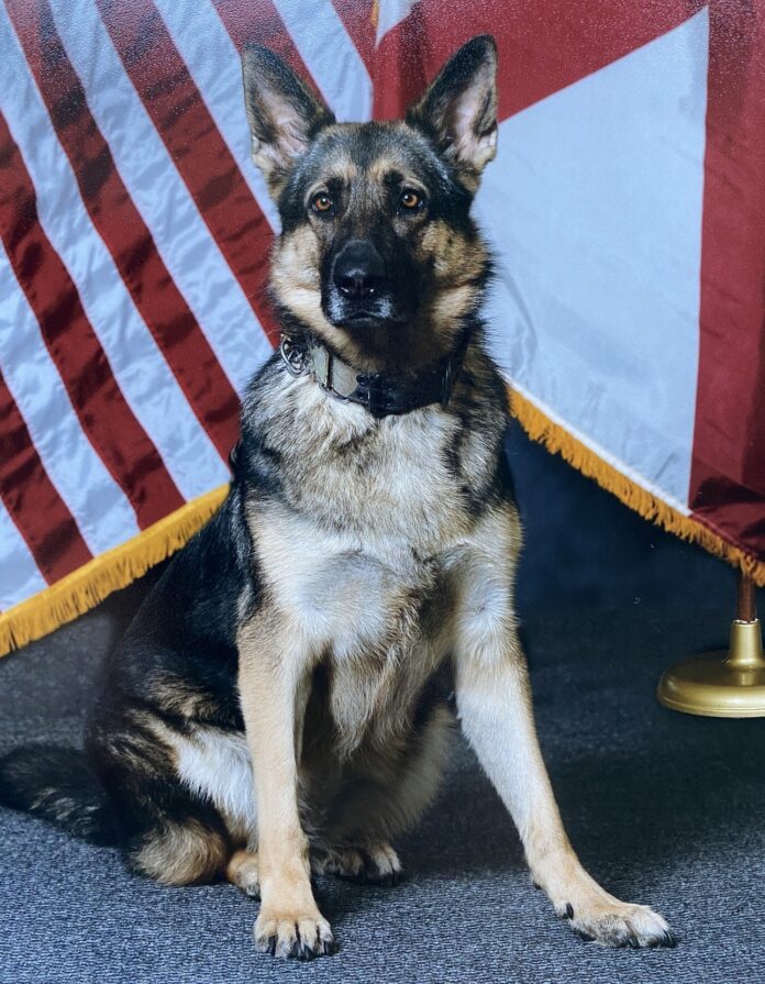 K-9 Pici Portrait