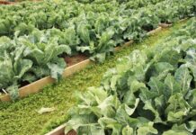 Savoring the season: Enjoy and preserve fall produce