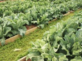 Savoring the season: Enjoy and preserve fall produce