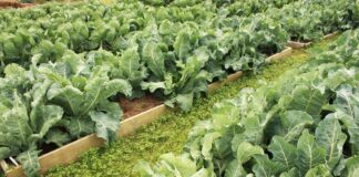 Savoring the season: Enjoy and preserve fall produce