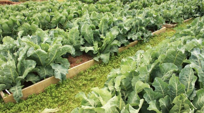 Savoring the season: Enjoy and preserve fall produce