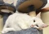 Pet of the Week: Looking for comfort? Q-Tip has you covered