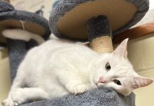 Pet of the Week: Looking for comfort? Q-Tip has you covered