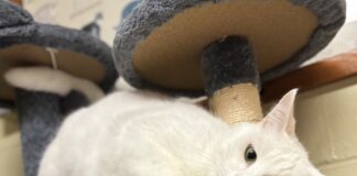 Pet of the Week: Looking for comfort? Q-Tip has you covered