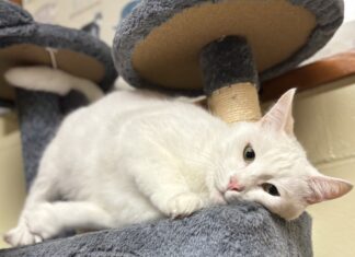 Pet of the Week: Looking for comfort? Q-Tip has you covered