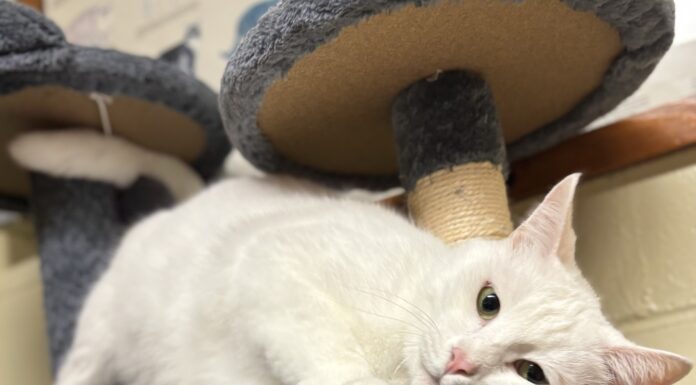 Pet of the Week: Looking for comfort? Q-Tip has you covered