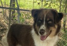 Pet of the Week: Lillie Belle’s underbite and big heart make her unforgettable