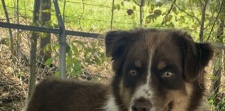 Pet of the Week: Lillie Belle’s underbite and big heart make her unforgettable