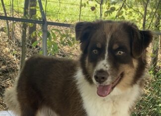 Pet of the Week: Lillie Belle’s underbite and big heart make her unforgettable