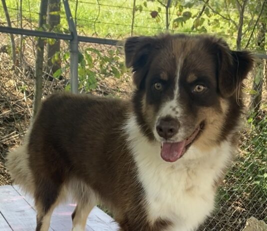 Pet of the Week: Lillie Belle’s underbite and big heart make her unforgettable