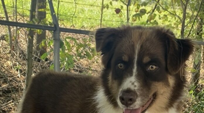 Pet of the Week: Lillie Belle’s underbite and big heart make her unforgettable