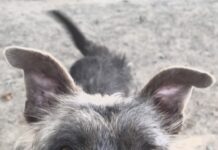 Pet of the Week: Meet Buck, a gentleman terrier