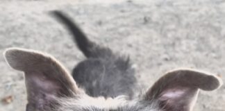 Pet of the Week: Meet Buck, a gentleman terrier