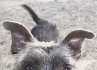 Pet of the Week: Meet Buck, a gentleman terrier