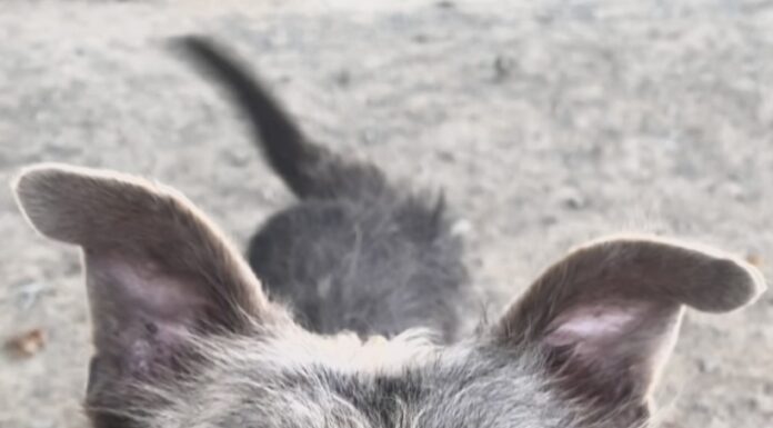 Pet of the Week: Meet Buck, a gentleman terrier